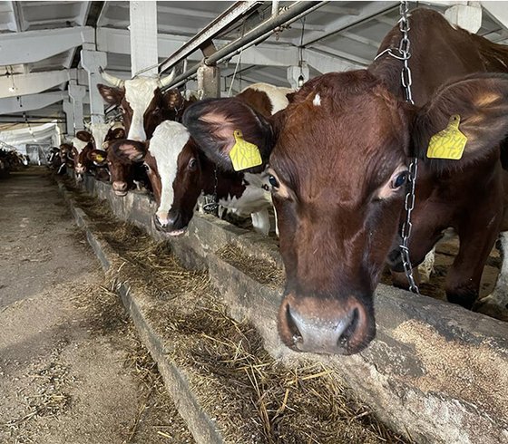 Влияние разных кормов на качество коровьего молока