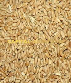 Фото:Пшеница продовольственная