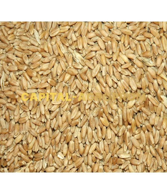 Фото: Пшеница продовольственная